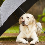 梅雨の時期に用心！犬の健康管理法