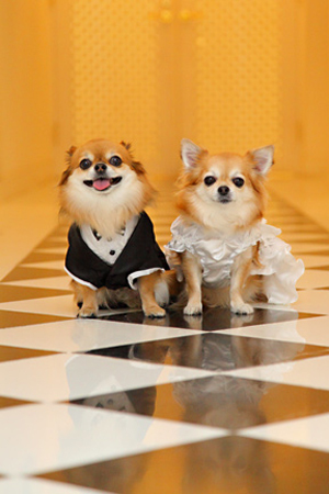 結婚式は人間だけじゃない 犬同士の結婚式 Petmotto Web