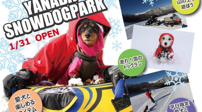 外遊び好き必見！！愛犬とスキー場で雪遊び！思いっきり遊ぼう！