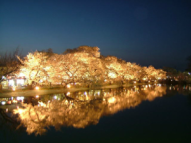 new_臥竜公園＿夜桜
