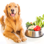 老犬に食べさせたい栄養素とレシピ集