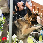 世界が感動した1枚。殉職した警察官と警察犬との絆