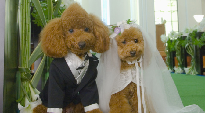 結婚式は人間だけじゃない！？犬同士の結婚式♡